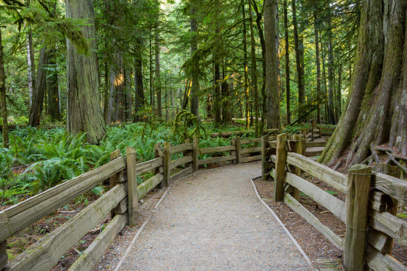 Wood log fenced footpath leads tourists through lush forest