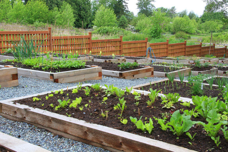 communal vegetable garden boxes encompassed by garden brown fence panels